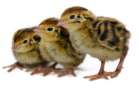 Quail Chicks (whole animal, vacuum sealed) - Reptilinks
