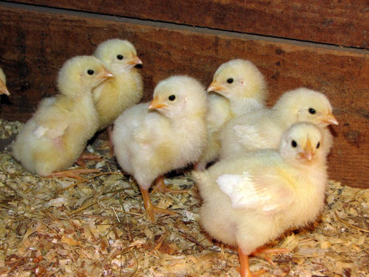 Baby Chicken (whole animal, vacuum sealed) - Reptilinks