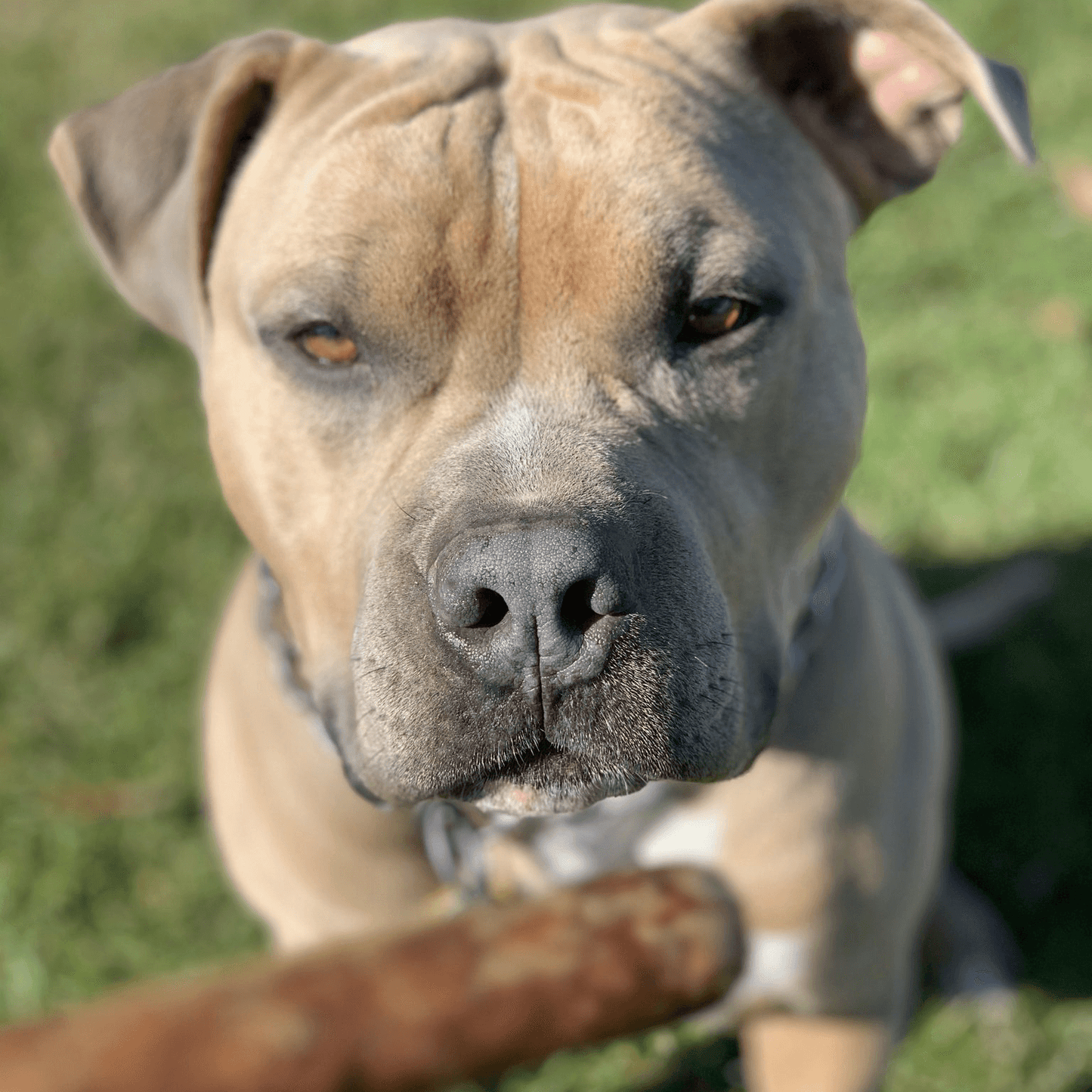 Whole-Prey Ultra-Blend Jerky Links for Dogs